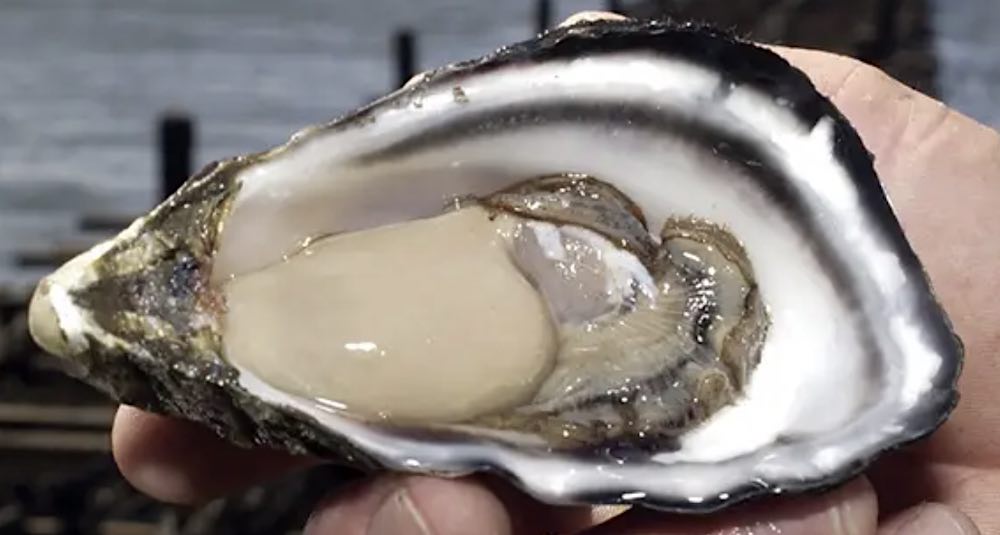 Oyster-3